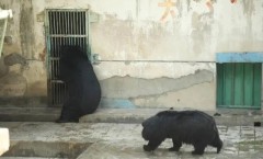 四川攀枝花动物园“豹警官”，“耐克熊”减肥失败